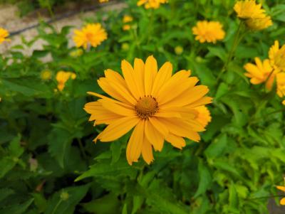 Bild von /bilder/bluehapp/thumb/heliosve_Heliopsis_scabra___Venus___P-3561080001_T-b_Y-22_K-26_43422_aktiv_.jpg