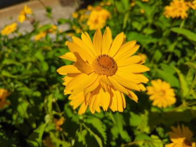 Bild von /bilder/bluehapp/thumb/heliosve_Heliopsis_scabra___Venus___P-3561080001_T-b_Y-22_K-28_10037_aktiv_.jpg