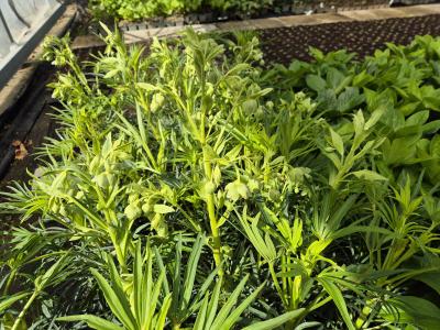 Bild von /bilder/bluehapp/thumb/hellfwf_Helleborus_foetidus___Wester_Flisk___P-3581090001_T-k_Y-26_K-17_30529.jpg