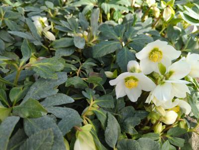 Bild von /bilder/bluehapp/thumb/helln_Helleborus_niger___P-3582000001_T-b_Y-24_K-10_37229_aktiv_.jpg