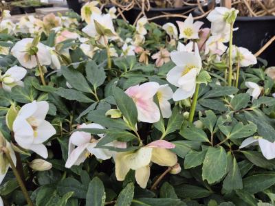 Bild von /bilder/bluehapp/thumb/helln_Helleborus_niger___P-3582000001_T-b_Y-25_K-12_59303.jpg