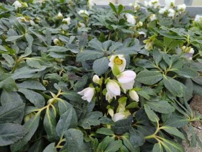 Bild von /bilder/bluehapp/thumb/helln_Helleborus_niger___P-3582000004_T-k_Y-24_K-9_51699_aktiv_.jpg