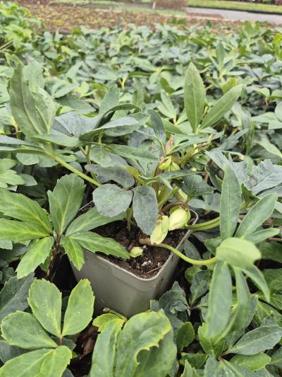 Bild von /bilder/bluehapp/thumb/hellnpr_Helleborus_niger___Praecox_____P-3582015001_T-k_Y-25_K-6_69192.jpg