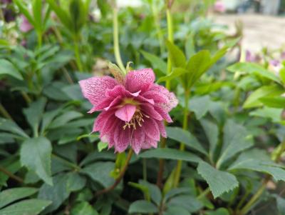 Bild von /bilder/bluehapp/thumb/hellodm_Helleborus_x_orient____Double_Mix___P-3582513001_T-k_Y-23_K-12_40395_aktiv_.jpg