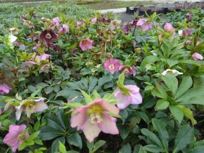 Bild von /bilder/bluehapp/thumb/hellor_Helleborus_x_orientalis_rosa___P-3582500001_T-b_Y-23_K-10_92784_aktiv_.jpg