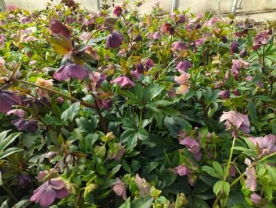 Bild von /bilder/bluehapp/thumb/hellor_Helleborus_x_orientalis_rosa___P-3582500001_T-b_Y-24_K-10_66017_aktiv_.jpg