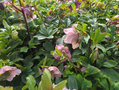 Bild von /bilder/bluehapp/thumb/hellor_Helleborus_x_orientalis_rosa___P-3582500001_T-k_Y-24_K-8_25479_aktiv_.jpg