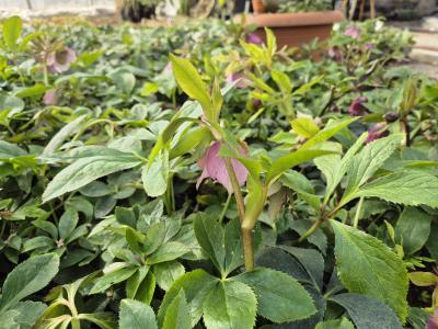 Bild von /bilder/bluehapp/thumb/hellor_Helleborus_x_orientalis_rosa___P-3582500001_T-k_Y-25_K-10_47647.jpg