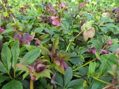 Bild von /bilder/bluehapp/thumb/hellorot_Helleborus_x_orientalis_rot___P-3582501001_T-b_Y-24_K-8_60360_aktiv_.jpg