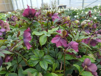 Bild von /bilder/bluehapp/thumb/hellorot_Helleborus_x_orientalis_rot___P-3582501001_T-b_Y-24_K-9_24194_aktiv_.jpg