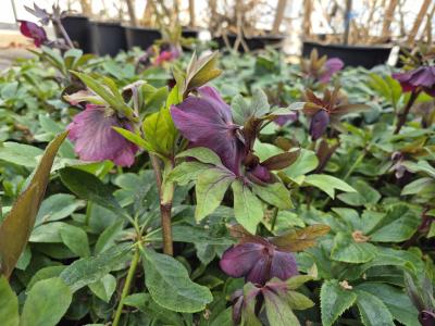 Bild von /bilder/bluehapp/thumb/hellorot_Helleborus_x_orientalis_rot___P-3582501001_T-b_Y-25_K-10_35036.jpg