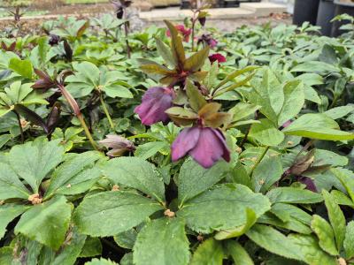 Bild von /bilder/bluehapp/thumb/hellorot_Helleborus_x_orientalis_rot___P-3582501001_T-b_Y-25_K-9_20152.jpg