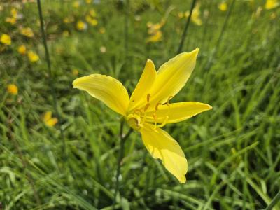 Bild von /bilder/bluehapp/thumb/hemcba_Hemerocallis_citrina___Baroni___P-3601010001_T-b_Y-25_K-28_54350.jpg