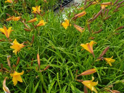 Bild von /bilder/bluehapp/thumb/hemd_Hemerocallis_dumortieri_P_P-3601200001_T-b_Y-24_K-20_73128_aktiv_.jpg