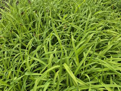 Bild von /bilder/bluehapp/thumb/hemhare_Hemerocallis_x_cult____American_Rev____P-3602000901_T-k_Y-25_K-26_57326.jpg