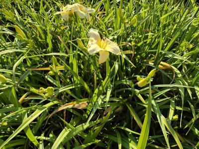 Bild von /bilder/bluehapp/thumb/hemhas_Hemerocallis_x_cult____Arctic_Snow___P-3602001501_T-k_Y-25_K-27_73650.jpg