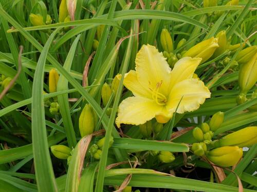 Bild von /bilder/bluehapp/thumb/hemhati_Hemerocallis_x_cult____African_Timber_P-3602023101_T-k_Y-21_K-26_61112_aktiv_.jpg