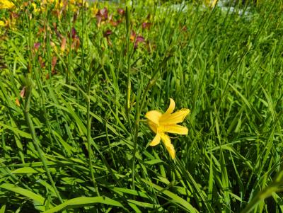 Bild von /bilder/bluehapp/thumb/hemhau_Hemerocallis_x_cult____Augustfreude___P-3602004001_T-b_Y-22_K-28_37522_aktiv_.jpg