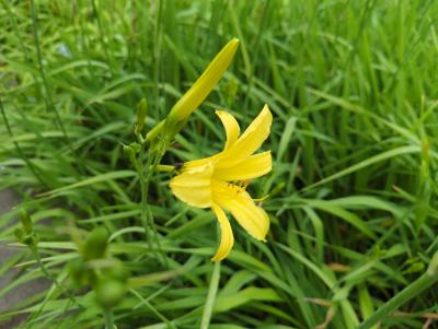 Bild von /bilder/bluehapp/thumb/hemhau_Hemerocallis_x_cult____Augustfreude___P-3602004001_T-b_Y-22_K-29_83319_aktiv_.jpg
