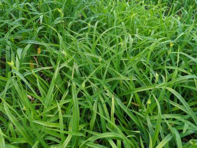 Bild von /bilder/bluehapp/thumb/hemhbu_Hemerocallis_x_cult____Butterpat___P-3602005301_T-k_Y-23_K-24_75634_aktiv_.jpg
