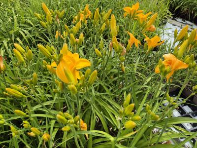 Bild von /bilder/bluehapp/thumb/hemhbym_Hemerocallis_x_cult____By_Myself___P-3602005901_T-k_Y-25_K-26_13986.jpg