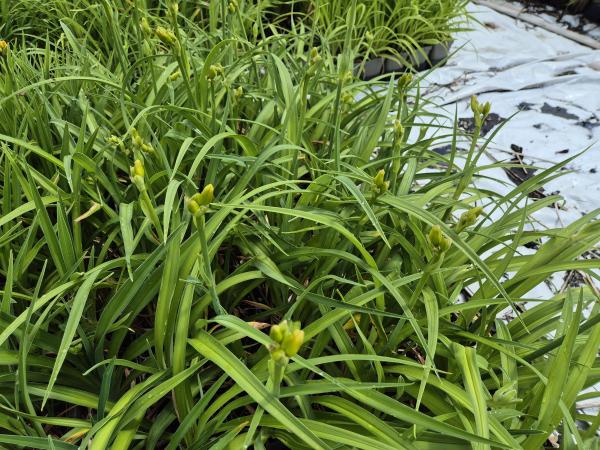 Bild von /bilder/bluehapp/thumb/hemhbym_Hemerocallis_x_cult____By_Myself___P-3602005901_T-k_Y-26_K-24_14566.jpg
