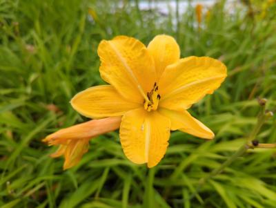 Bild von /bilder/bluehapp/thumb/hemhca_Hemerocallis_x_cult____Cartweels___P-3602006001_T-b_Y-22_K-29_75794_aktiv_.jpg