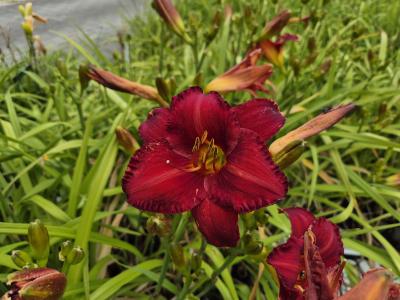 Bild von /bilder/bluehapp/thumb/hemhcha_Hemerocallis_x_cult____Chicago_Apache_P-3602008501_T-b_Y-25_K-30_79740.jpg
