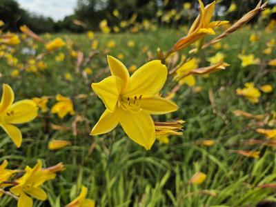 Bild von /bilder/bluehapp/thumb/hemhco_Hemerocallis_x_cult____Corky___P-3602022001_T-b_Y-25_K-28_86005.jpg