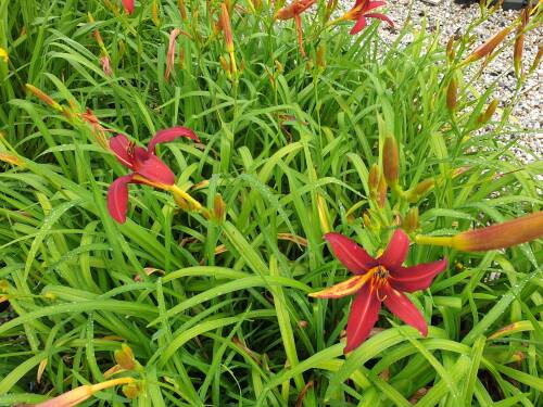 Bild von /bilder/bluehapp/thumb/hemhcp_Hemerocallis_x_cult____Crimson_Pirate_P-3602024001_T-b_Y-21_K-27_69057_aktiv_.jpg