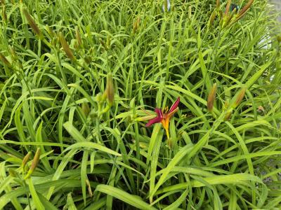 Bild von /bilder/bluehapp/thumb/hemhcp_Hemerocallis_x_cult____Crimson_Pirate_P-3602024001_T-k_Y-25_K-26_41876.jpg