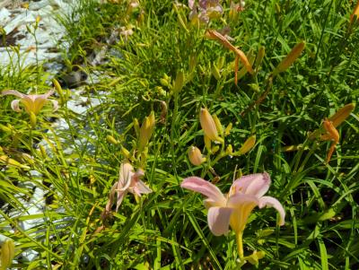 Bild von /bilder/bluehapp/thumb/hemhcw_Hemerocallis_x_cult____Cath_Woodberry_P-3602008001_T-b_Y-22_K-28_88449_aktiv_.jpg
