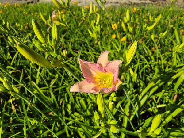 Bild von /bilder/bluehapp/thumb/hemhcw_Hemerocallis_x_cult____Cath_Woodberry_P-3602008001_T-b_Y-26_K-27_32524.jpg