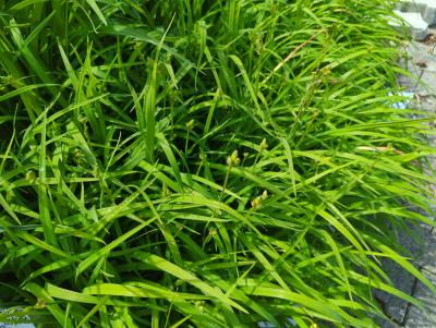 Bild von /bilder/bluehapp/thumb/hemhdb_Hemerocallis_x_cult____Daily_Bread___P-3602025001_T-k_Y-24_K-21_62028_aktiv_.jpg