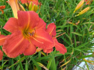 Bild von /bilder/bluehapp/thumb/hemhel_Hemerocallis_x_cult____Elijah___P-3602025801_T-b_Y-22_K-26_39186_aktiv_.jpg