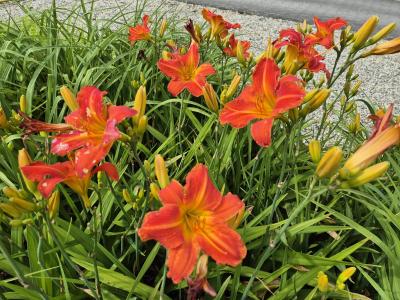 Bild von /bilder/bluehapp/thumb/hemhel_Hemerocallis_x_cult____Elijah___P-3602025801_T-b_Y-25_K-26_63722.jpg