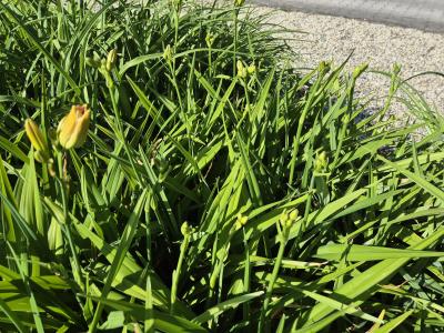 Bild von /bilder/bluehapp/thumb/hemhel_Hemerocallis_x_cult____Elijah___P-3602025801_T-k_Y-25_K-24_31126.jpg