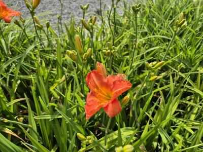 Bild von /bilder/bluehapp/thumb/hemhel_Hemerocallis_x_cult____Elijah___P-3602025801_T-k_Y-25_K-25_79057.jpg