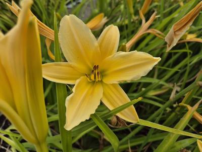 Bild von /bilder/bluehapp/thumb/hemhff_Hemerocallis_x_cult____Frances_Fay___P-3602027001_T-b_Y-25_K-28_11606.jpg