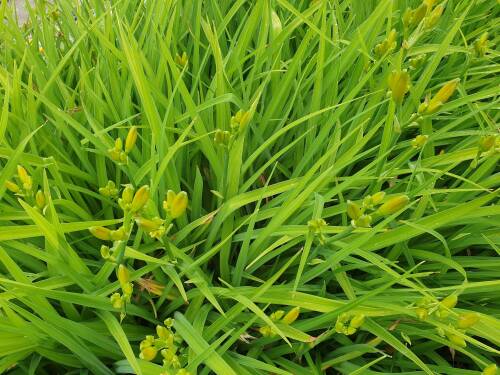 Bild von /bilder/bluehapp/thumb/hemhff_Hemerocallis_x_cult____Frances_Fay___P-3602027001_T-k_Y-21_K-26_78597_aktiv_.jpg