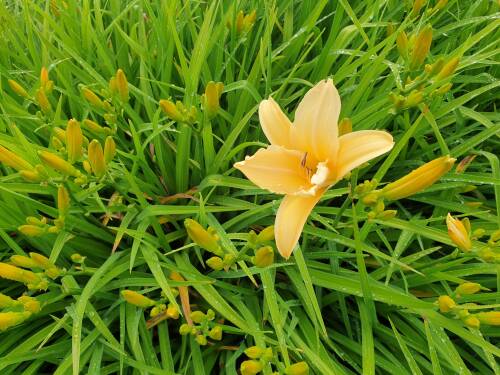 Bild von /bilder/bluehapp/thumb/hemhff_Hemerocallis_x_cult____Frances_Fay___P-3602027001_T-k_Y-21_K-27_31725_aktiv_.jpg