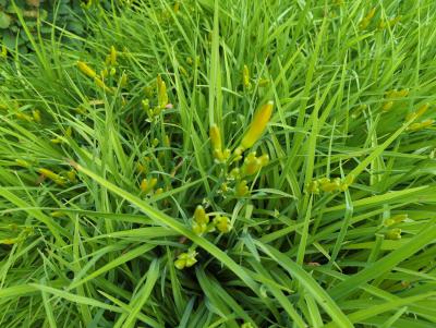 Bild von /bilder/bluehapp/thumb/hemhff_Hemerocallis_x_cult____Frances_Fay___P-3602027001_T-k_Y-22_K-26_33375_aktiv_.jpg