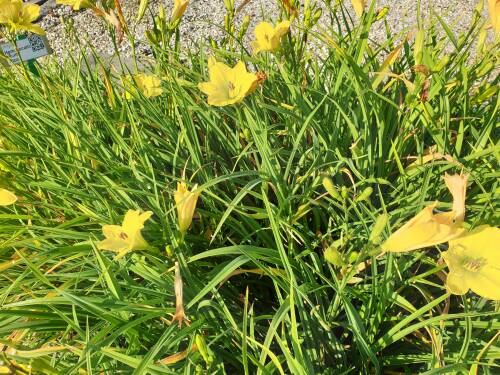 Bild von /bilder/bluehapp/thumb/hemhgf_Hemerocallis_x_cult____Green_Flutter___P-3602030801_T-b_Y-21_K-29_85641_aktiv_.jpg