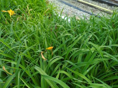 Bild von /bilder/bluehapp/thumb/hemhgg_Hemerocallis_x_cult____Golden_Gift__P-3602031701_T-k_Y-23_K-23_92642_aktiv_.jpg