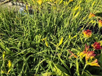 Bild von /bilder/bluehapp/thumb/hemhgg_Hemerocallis_x_cult____Golden_Gift__P-3602031701_T-k_Y-25_K-27_89904.jpg