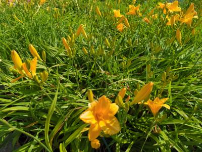 Bild von /bilder/bluehapp/thumb/hemhgge_Hemerocallis_x_cult____Golden_Geisha___P-3602031601_T-b_Y-23_K-29_14217_aktiv_.jpg
