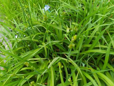 Bild von /bilder/bluehapp/thumb/hemhgge_Hemerocallis_x_cult____Golden_Geisha___P-3602031601_T-k_Y-22_K-26_76905_aktiv_.jpg