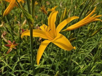 Bild von /bilder/bluehapp/thumb/hemhgo_Hemerocallis_x_cult____Goldaroma___P-3602031001_T-b_Y-25_K-28_75491.jpg