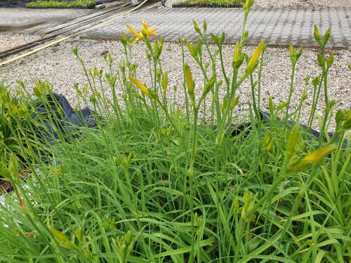 Bild von /bilder/bluehapp/thumb/hemhgo_Hemerocallis_x_cult____Goldaroma___P-3602031001_T-k_Y-21_K-27_17065_aktiv_.jpg