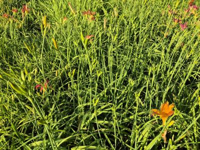 Bild von /bilder/bluehapp/thumb/hemhgo_Hemerocallis_x_cult____Goldaroma___P-3602031001_T-k_Y-25_K-27_92300.jpg